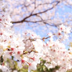 柏原加工紙㈱の桜も満開です!！